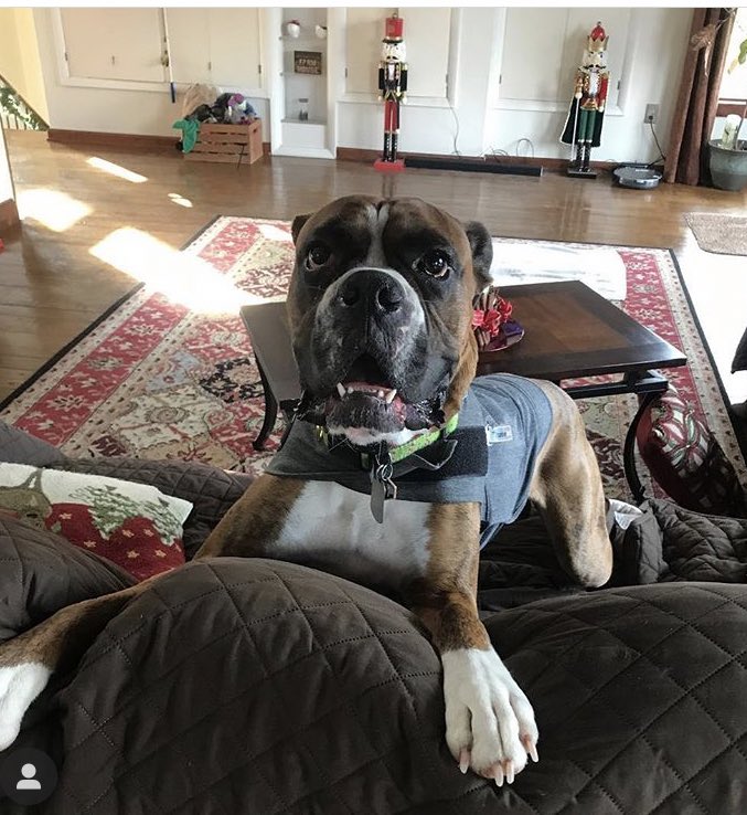 GeraldineWarr3's tweet photo. @FeedWatcher #bb21cliff One of our family dogs..a boxer, has separation anxiety so we got him a emotional support vest. It does wonders. Especially during fireworks. #thundervest #justsaying #bb21lf #juniortheboxer https://t.co/6qpIx4ZLKa