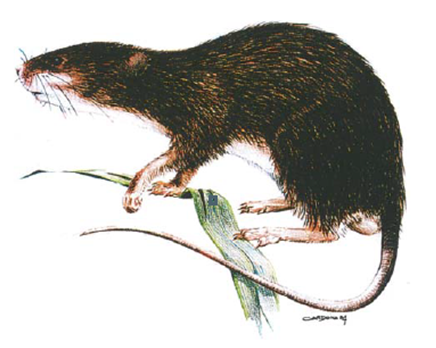 Algunos datos dan a entender que 𝘊𝘢𝘯𝘢𝘳𝘪𝘰𝘮𝘺𝘴 𝘣𝘳𝘢𝘷𝘰𝘪 (Tenerife) y 𝘊𝘢𝘯𝘢𝘳𝘪𝘰𝘮𝘺𝘴 𝘵𝘢𝘮𝘢𝘳𝘢𝘯𝘪 (Gran Canaria) fueron utilizados por los aborígenes como fuente de alimento al ser ratas de gran porte.(Recreación 𝘊. 𝘵𝘢𝘮𝘢𝘳𝘢𝘯𝘪, López-Martínez, 1987).