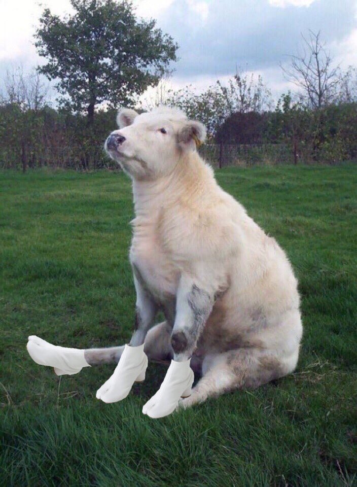 moocciaprada's tweet photo. cows in tabis https://t.co/XNsiqyy8S7