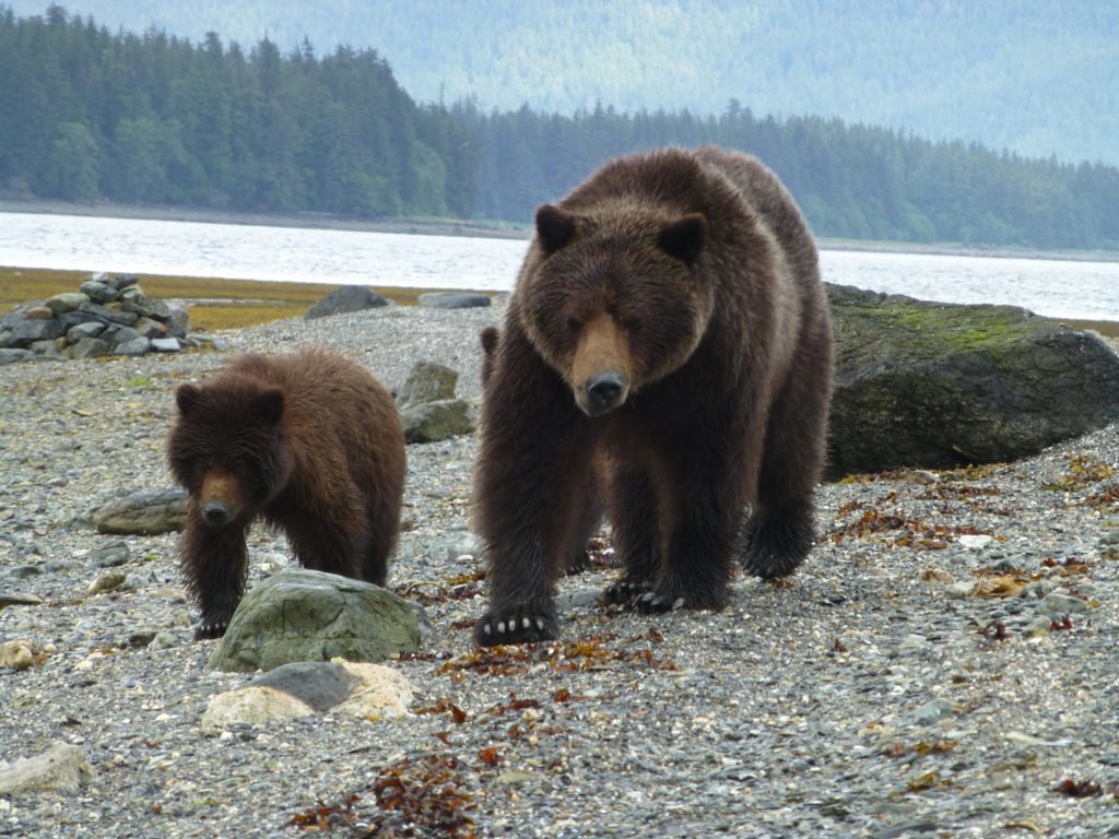The ABC Islands bearAlso known as the Sitka bear, it lives on the ABC Islands off southeast Alaska. It is a subspecies of brown bear and has a unique genetic structure making them close relatives of polar bears. Color can range from blonde to black and can weigh up to 860 lbs
