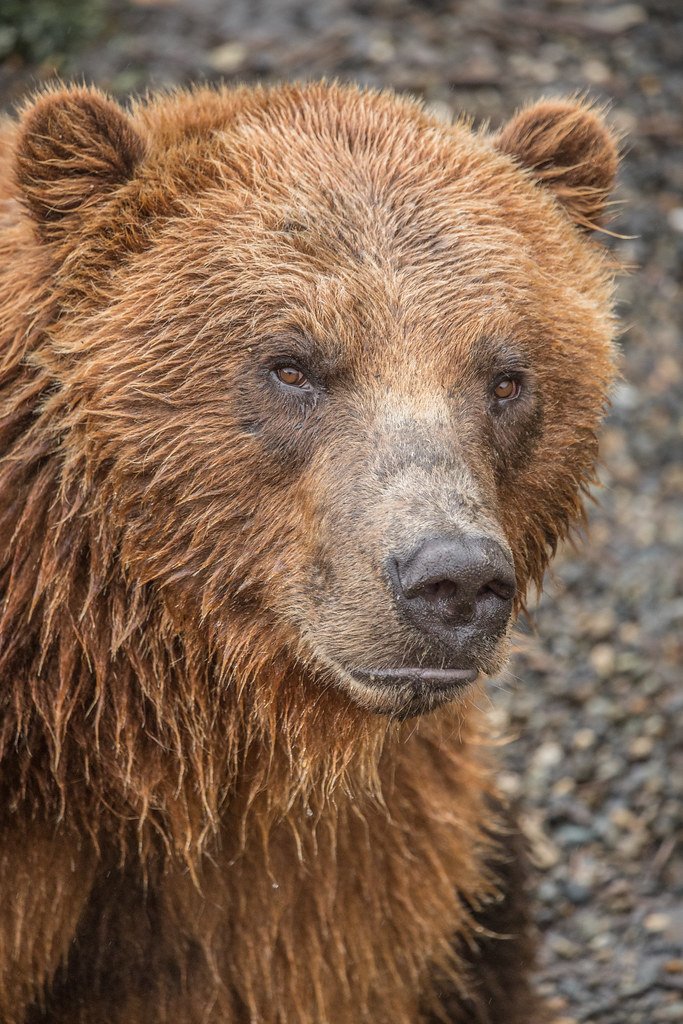 The ABC Islands bearAlso known as the Sitka bear, it lives on the ABC Islands off southeast Alaska. It is a subspecies of brown bear and has a unique genetic structure making them close relatives of polar bears. Color can range from blonde to black and can weigh up to 860 lbs