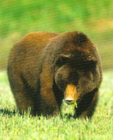 The ABC Islands bearAlso known as the Sitka bear, it lives on the ABC Islands off southeast Alaska. It is a subspecies of brown bear and has a unique genetic structure making them close relatives of polar bears. Color can range from blonde to black and can weigh up to 860 lbs