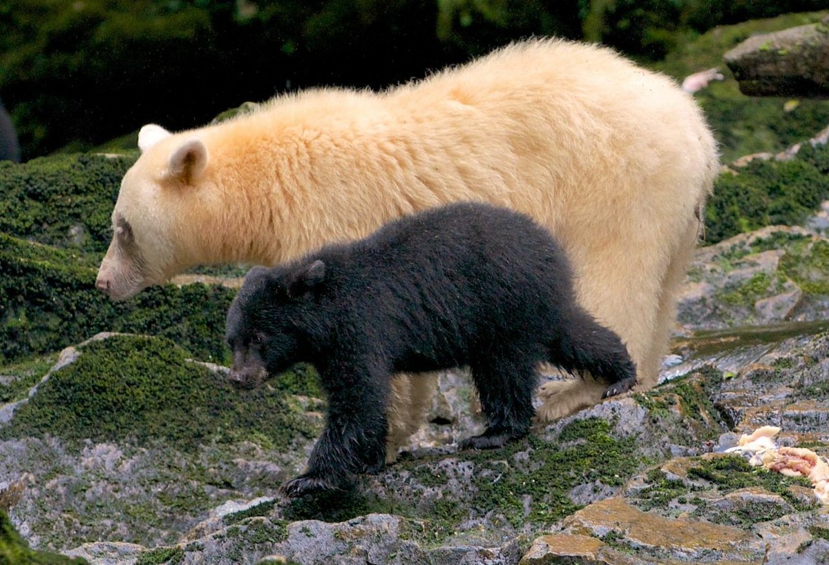 The spirit bearAlso known as the Kermode bear is a rare subspecies of black bear found in southern Canada. While most Kermode bears are black, a small population of them are white but not albino, similar to polar bears. White varieties are 35% more successful at catching salmon