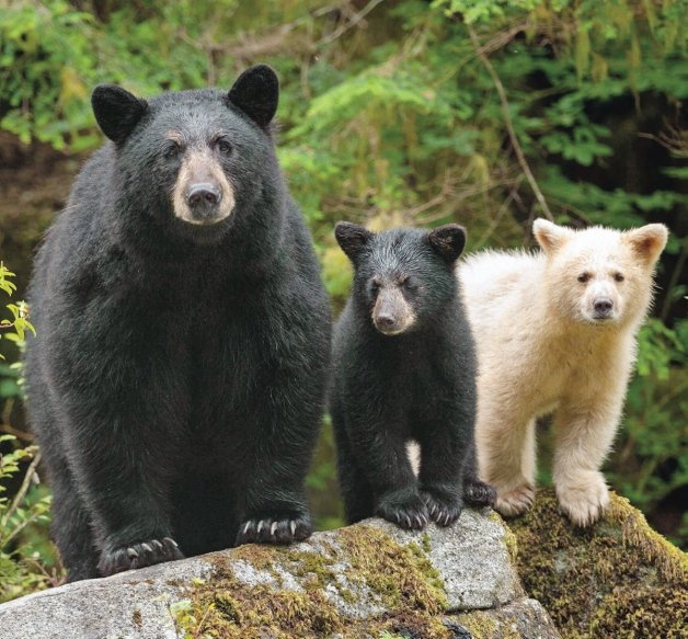 The spirit bearAlso known as the Kermode bear is a rare subspecies of black bear found in southern Canada. While most Kermode bears are black, a small population of them are white but not albino, similar to polar bears. White varieties are 35% more successful at catching salmon