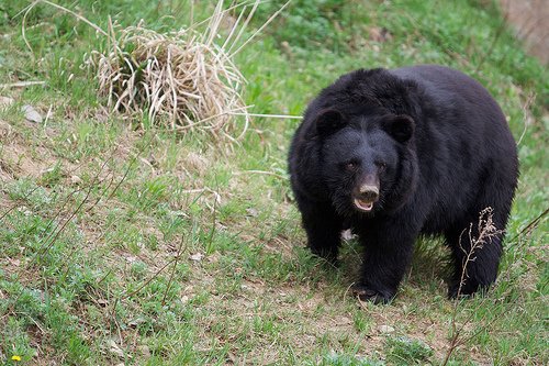 Japanese black bearA rare subspecies of black bear, there are about 10,000 left in Japan. One of the smaller bears, males get to around 200 lbs. They are mainly herbivores but become omnivorous and even cannibals if starving. At current rate of decline, estimated to go extinct.
