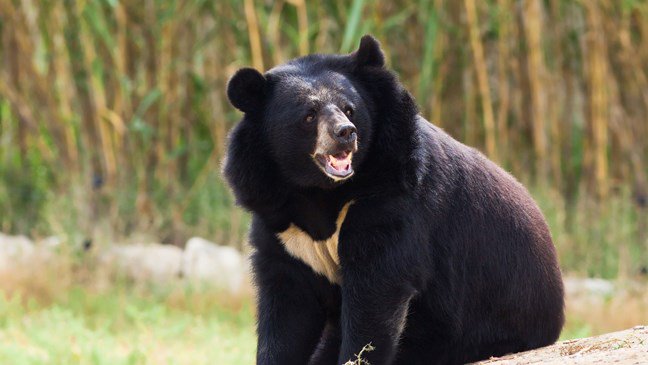 Japanese black bearA rare subspecies of black bear, there are about 10,000 left in Japan. One of the smaller bears, males get to around 200 lbs. They are mainly herbivores but become omnivorous and even cannibals if starving. At current rate of decline, estimated to go extinct.