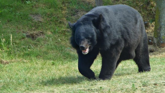 Japanese black bearA rare subspecies of black bear, there are about 10,000 left in Japan. One of the smaller bears, males get to around 200 lbs. They are mainly herbivores but become omnivorous and even cannibals if starving. At current rate of decline, estimated to go extinct.