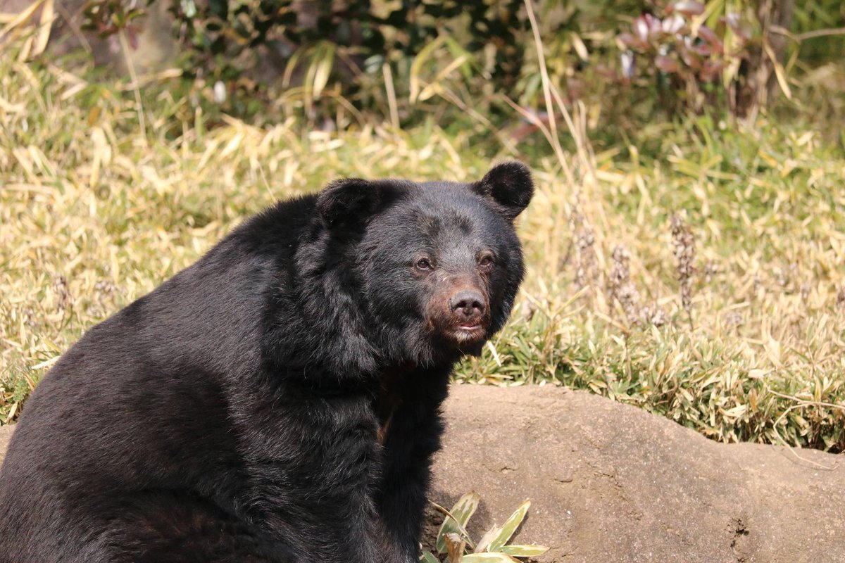 Japanese black bearA rare subspecies of black bear, there are about 10,000 left in Japan. One of the smaller bears, males get to around 200 lbs. They are mainly herbivores but become omnivorous and even cannibals if starving. At current rate of decline, estimated to go extinct.