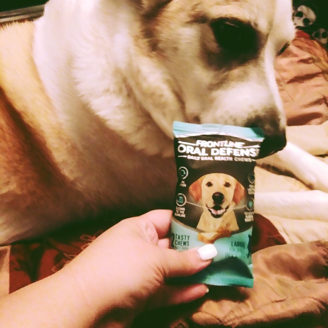 frontline dental bones