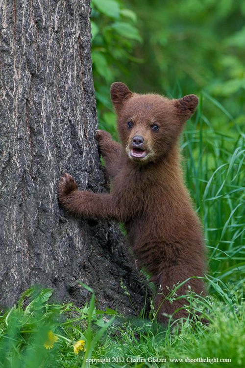 Bear subspecies threadThe cinnamon bear is a subspecies of black bear found in the Western parts of America and Canada. It's scientific name is Ursus Americanus Cinnamomum. They live up to 30 years and weigh up to 600lbs. They have longer, thicker red fur than black bears.