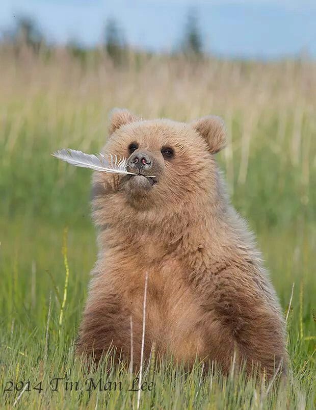 Bear subspecies threadThe cinnamon bear is a subspecies of black bear found in the Western parts of America and Canada. It's scientific name is Ursus Americanus Cinnamomum. They live up to 30 years and weigh up to 600lbs. They have longer, thicker red fur than black bears.