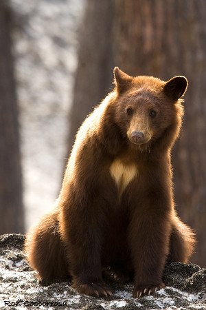 Bear subspecies threadThe cinnamon bear is a subspecies of black bear found in the Western parts of America and Canada. It's scientific name is Ursus Americanus Cinnamomum. They live up to 30 years and weigh up to 600lbs. They have longer, thicker red fur than black bears.