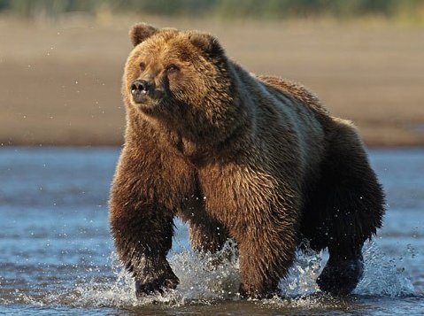 The Kodiak grizzlyThis is a subspecies of grizzly bear found only on the Kodiak islands off the coast of Alaska. The largest of all bear species by mass, it can get up to 1,500 lbs. Would be extremely endangered if classified as its own species, hunting is allowed. Eats salmon