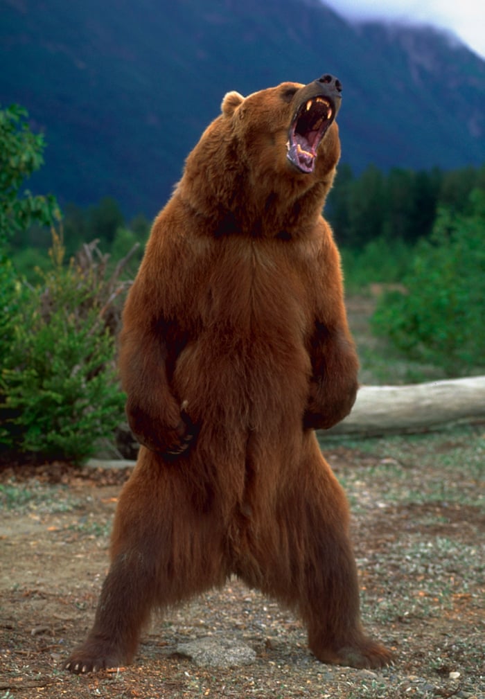 Bear subspecies threadThe cinnamon bear is a subspecies of black bear found in the Western parts of America and Canada. It's scientific name is Ursus Americanus Cinnamomum. They live up to 30 years and weigh up to 600lbs. They have longer, thicker red fur than black bears.
