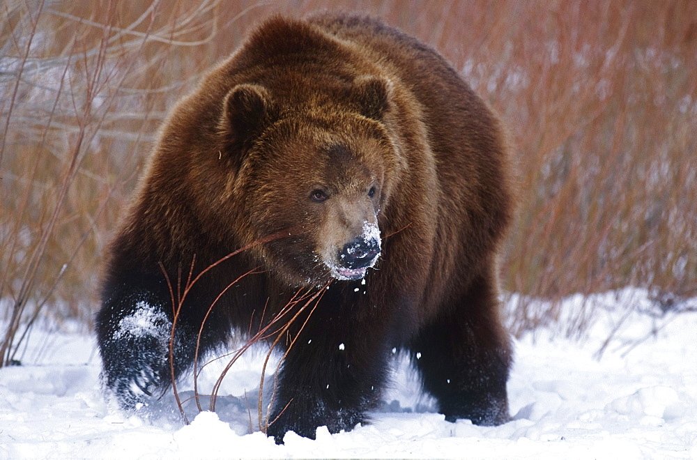 The Kodiak grizzlyThis is a subspecies of grizzly bear found only on the Kodiak islands off the coast of Alaska. The largest of all bear species by mass, it can get up to 1,500 lbs. Would be extremely endangered if classified as its own species, hunting is allowed. Eats salmon
