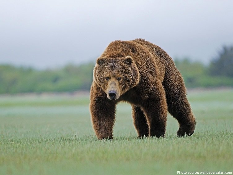 The Kodiak grizzlyThis is a subspecies of grizzly bear found only on the Kodiak islands off the coast of Alaska. The largest of all bear species by mass, it can get up to 1,500 lbs. Would be extremely endangered if classified as its own species, hunting is allowed. Eats salmon