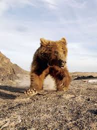 The Gobi bearA subspecies of brown bear, found only in the deserts of Mongolia, this is the world's rarest bear. With only 30 adults left, it will be extinct soon due to reproductive isolation. Eats rodents, roots, and plants.