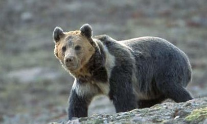 The Tibetan blue bearOnce thought by famous Kiwi explorer Sir Edmund Hillary to be the yeti, this bear is rarely seen in the wild. Living in the Tibetan plateau, not much is known about this bear. A close repative of the Gobi bear.