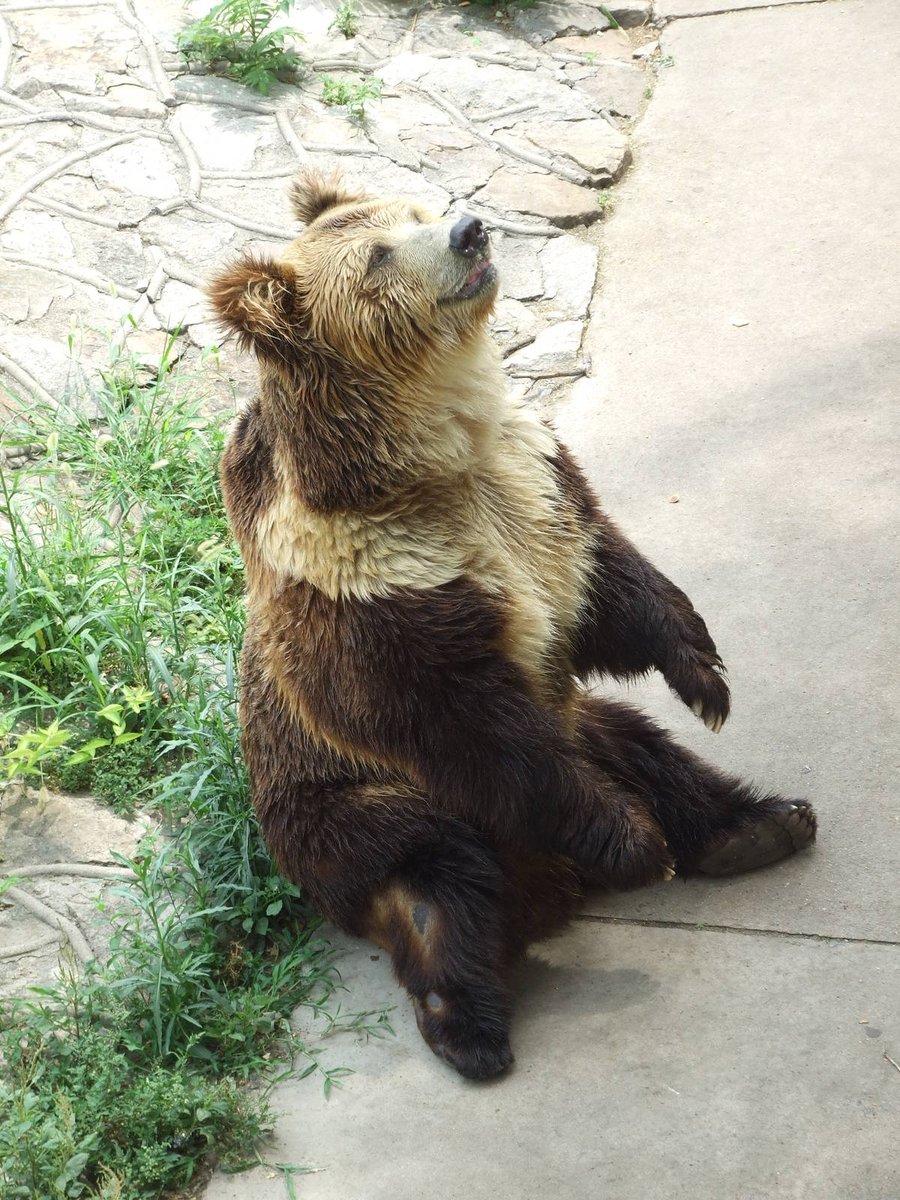 The Tibetan blue bearOnce thought by famous Kiwi explorer Sir Edmund Hillary to be the yeti, this bear is rarely seen in the wild. Living in the Tibetan plateau, not much is known about this bear. A close repative of the Gobi bear.