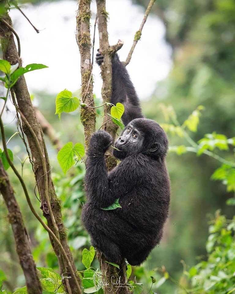 rwanda_gorillas's tweet photo. Have you encountered an insanely awesome experience? Just go encounter a Gorilla trekking safari in Rwanda's Volcanoes National Park
https://t.co/bgA5zWdA0a
https://t.co/8Gk815A1hQ
#Rwandagorillasafari #GorillasafariRwanda #Rwandagorillatour #GorillatourRwanda https://t.co/LvTYHV4aTt