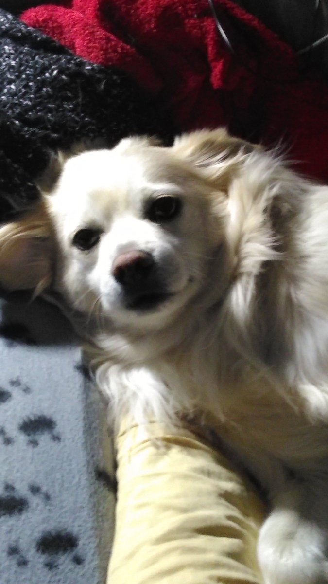 EC1979's tweet image. Also, if you're an org that works with dogs/rescues and you need help with your website/social media, HMU. 

(I figure if I'm working for Oscar for free 24/7, I could probably spread it out to help some other pups too. 😆)
#DogButler #rescuedog #AdoptDontShop