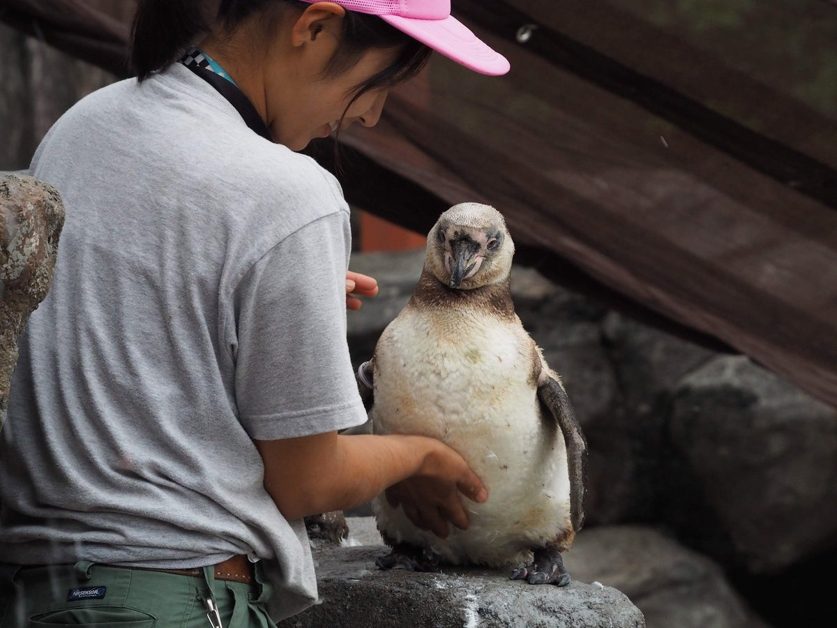 kuma_g37's tweet photo. さくだんご
190629
#東武動物公園
#フンボルトペンギン
#SKRI https://t.co/MuoOBhnhC6