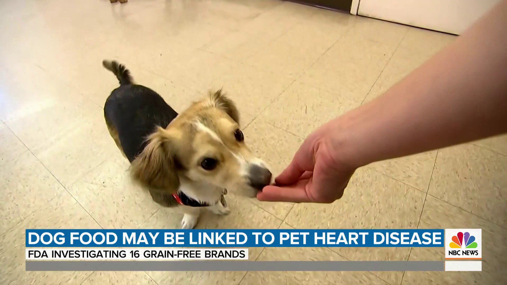 Dog food heart disease fda brands clearance