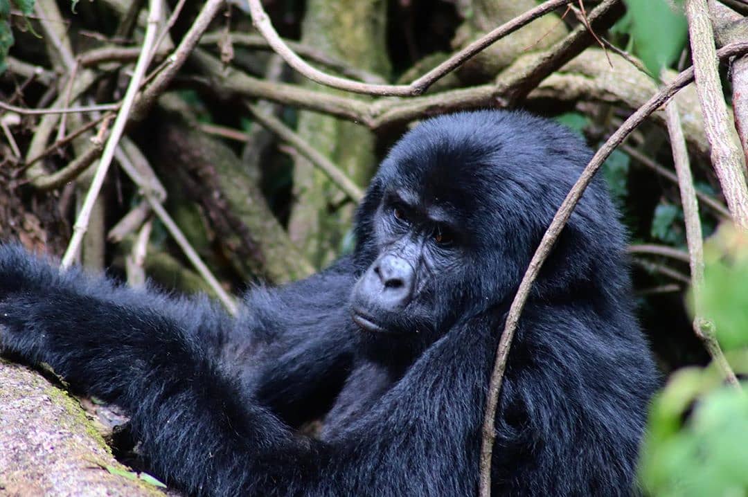 rwanda_gorillas's tweet photo. Don't miss out on booking a Gorilla safari Rwanda because they are affordable. Enjoy affordable Rwanda gorilla safaris!
https://t.co/MHtBGLPlz6
https://t.co/43p0BgtH8U 
#Rwandagorillasafari #GorillasafariRwanda #Rwandagorillatour #GorillatourRwanda #Rwandagorillatrekkingsafari https://t.co/4kSw9r7iNf