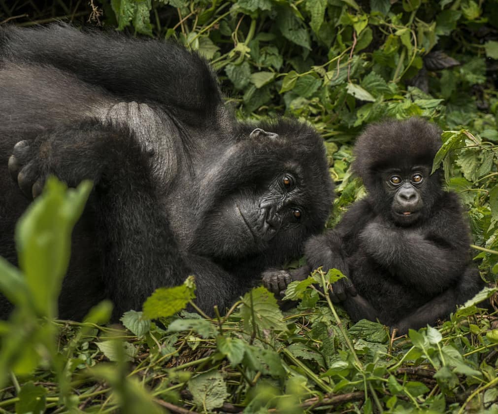 rwanda_gorillas's tweet photo. Are you having a long tour around Africa? Let Rwanda be part of your #AfricaSafari itinerary for you will enjoy the best in this land of a thousand hills.
https://t.co/8OF8uyEGBx
https://t.co/3lpOYplO2T
#Rwandagorillasafari #GorillasafariRwanda #Rwandagorillatour #Gorillatour https://t.co/MWWNzeGEub