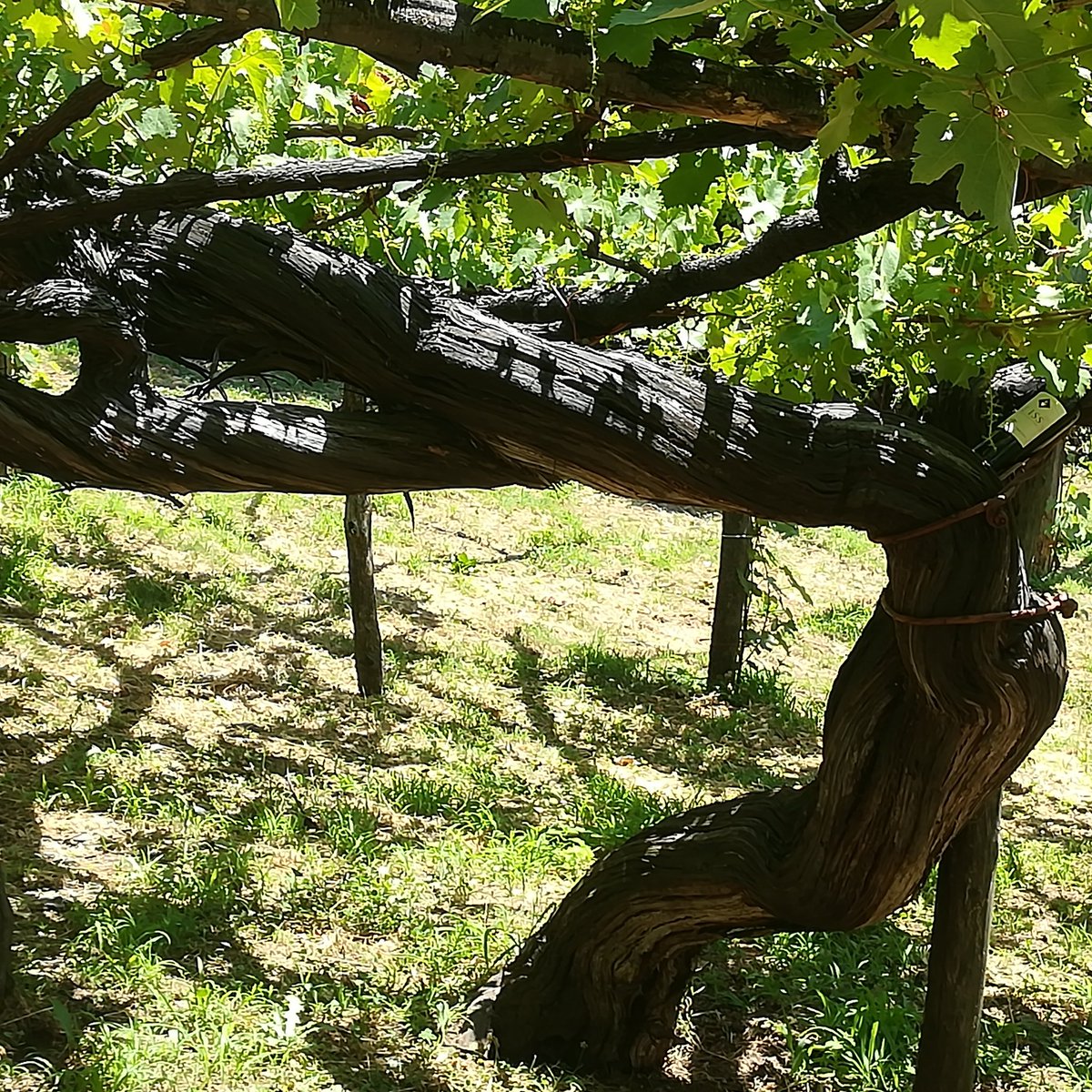 wine is culture. exclusive wine tasting in Tramonti #amalficoast
