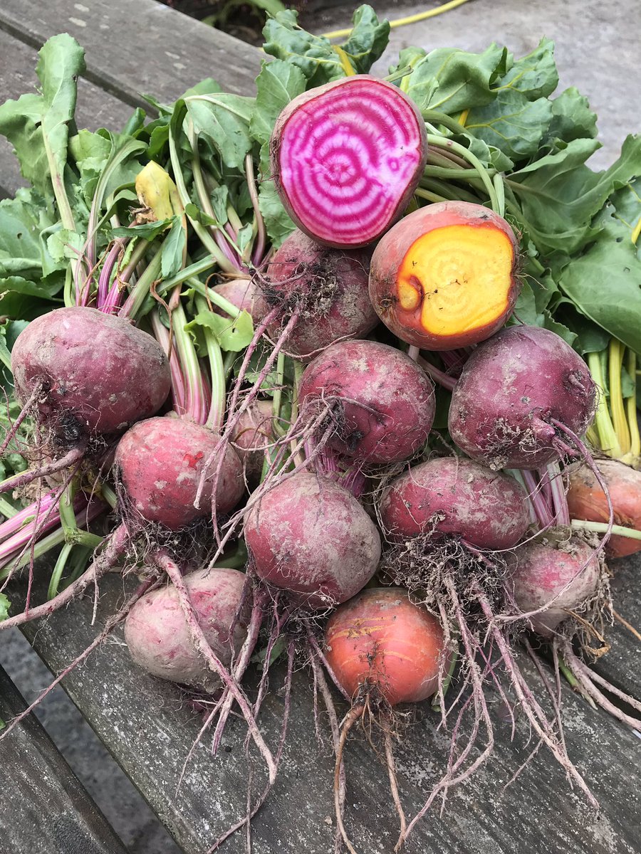 RiverfordFK's tweet photo. First #beetroot from our garden this summer #chioggia or #candybeets & #goldenbeetroot stunning colours #vegnerds https://t.co/LUyKMUG0wQ