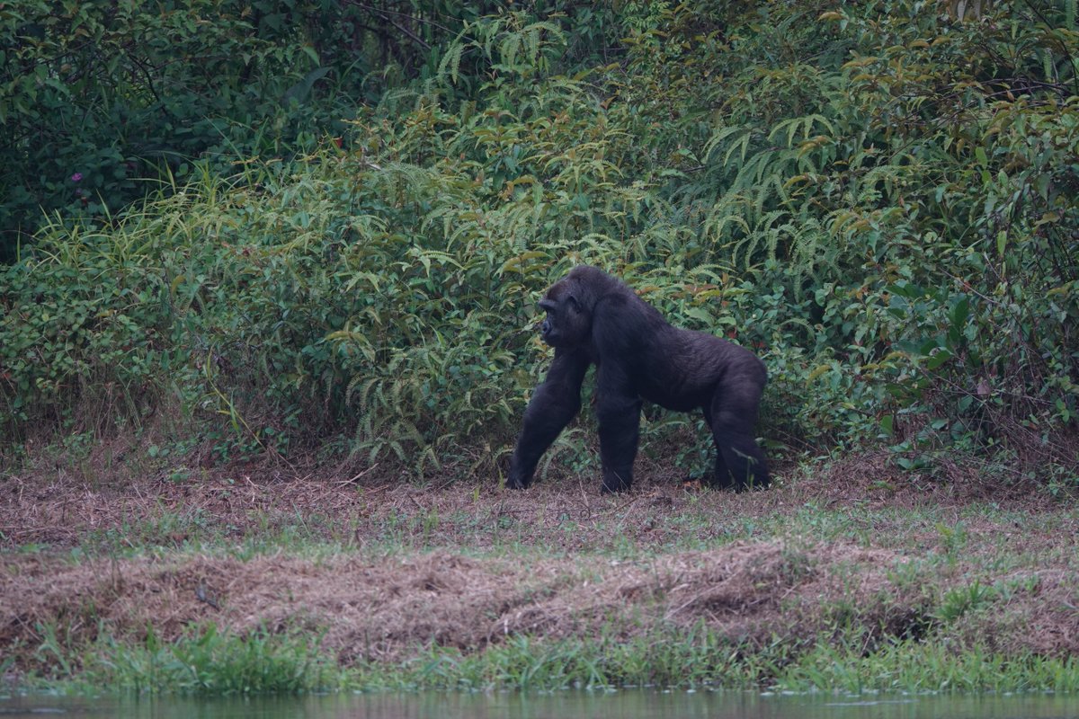 zoobeauval's tweet photo. #Kuimba et #Mayombé, nos 2 femelles gorilles, s'acclimatent bien au #Gabon ! :) 
"Leur réintroduction, un moment très émouvant !" Eric BAIRRAO RUIVO, directeur de la conservation au ZooParc. #Direct #BeauvalNature #RéintroGorilles🌿 https://t.co/CP6PwAuPWS