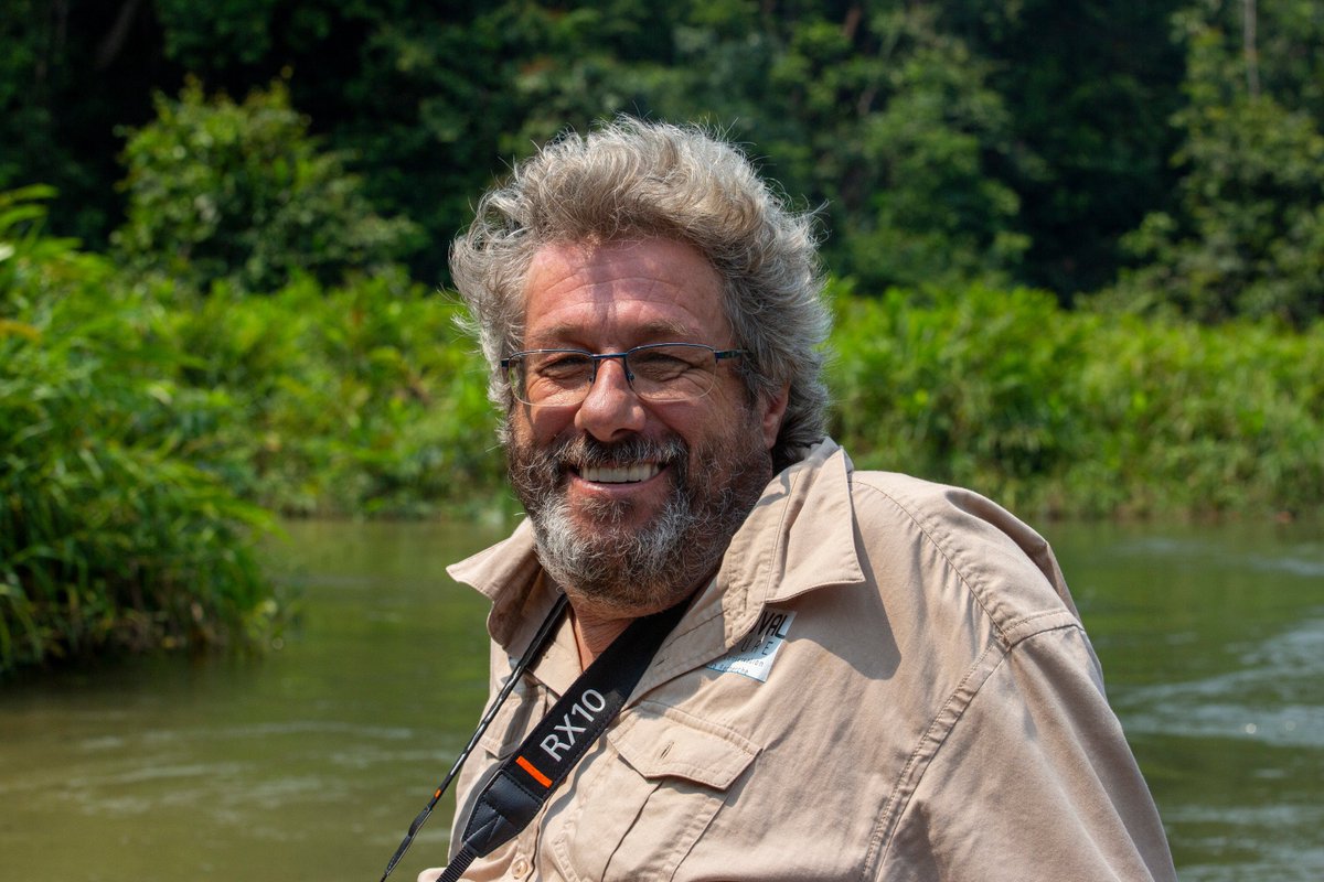 zoobeauval's tweet photo. #Kuimba et #Mayombé, nos 2 femelles gorilles, s'acclimatent bien au #Gabon ! :) 
"Leur réintroduction, un moment très émouvant !" Eric BAIRRAO RUIVO, directeur de la conservation au ZooParc. #Direct #BeauvalNature #RéintroGorilles🌿 https://t.co/CP6PwAuPWS