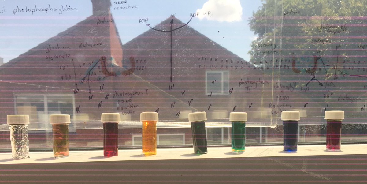 JonHaleBio's tweet photo. Pondweed in hydrogen carbonate indicator with no light, white light, red, yellow, green, blue-green, blue and purple filters #FLSTEMPractical @STEMLearningUK @SAPS_News let’s see what happens by the end of lunch https://t.co/IRHpYH6x7v