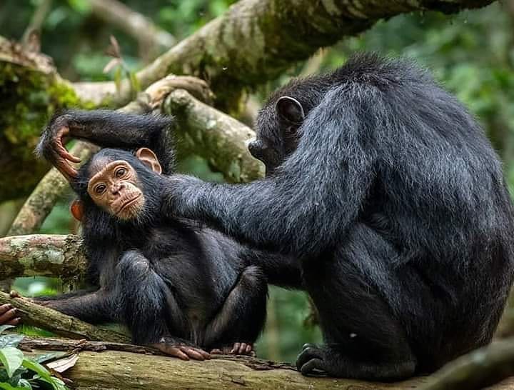 rwanda_gorillas's tweet photo. Rwanda offers more than just gorillas for those interested in Rwanda safaris, enjoy a gorilla &amp; Rwanda wildlife safari on a single Africa safari trip.
https://t.co/2zjavWBl7V
https://t.co/UJWNPfLQaK
#Rwandagorillasafari #GorillasafariRwanda #Rwandagorillatour #GorillatourRwanda https://t.co/saJiXJuDbI