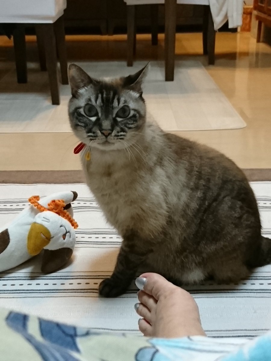 mamyu7utasha's tweet photo. スマホで #HANDAWANDA  の新曲を聞いたら…
mukuしゃん😺
音に驚きながらも
pic2 聞き入っていたの巻。

敷物😁ださくて…
最近よく吐くので洗い替えの洗い替え洗い替えなんです。早く晴れて。

#ねこ #猫好きさんと繋がりたい #猫のいる生活 https://t.co/qPxF5Jqj32