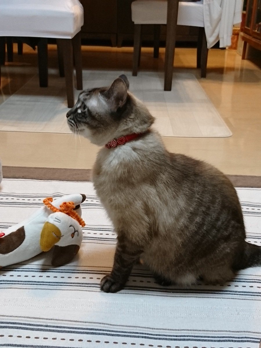 mamyu7utasha's tweet photo. スマホで #HANDAWANDA  の新曲を聞いたら…
mukuしゃん😺
音に驚きながらも
pic2 聞き入っていたの巻。

敷物😁ださくて…
最近よく吐くので洗い替えの洗い替え洗い替えなんです。早く晴れて。

#ねこ #猫好きさんと繋がりたい #猫のいる生活 https://t.co/qPxF5Jqj32