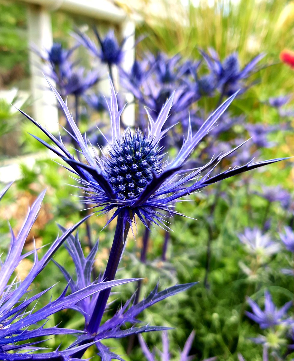 Paul_Bygrave's tweet photo. Eryngium x zabelii, good coloured, unnamed seedling from my gravel bed #reallychuffed https://t.co/IcEwIJEZiz