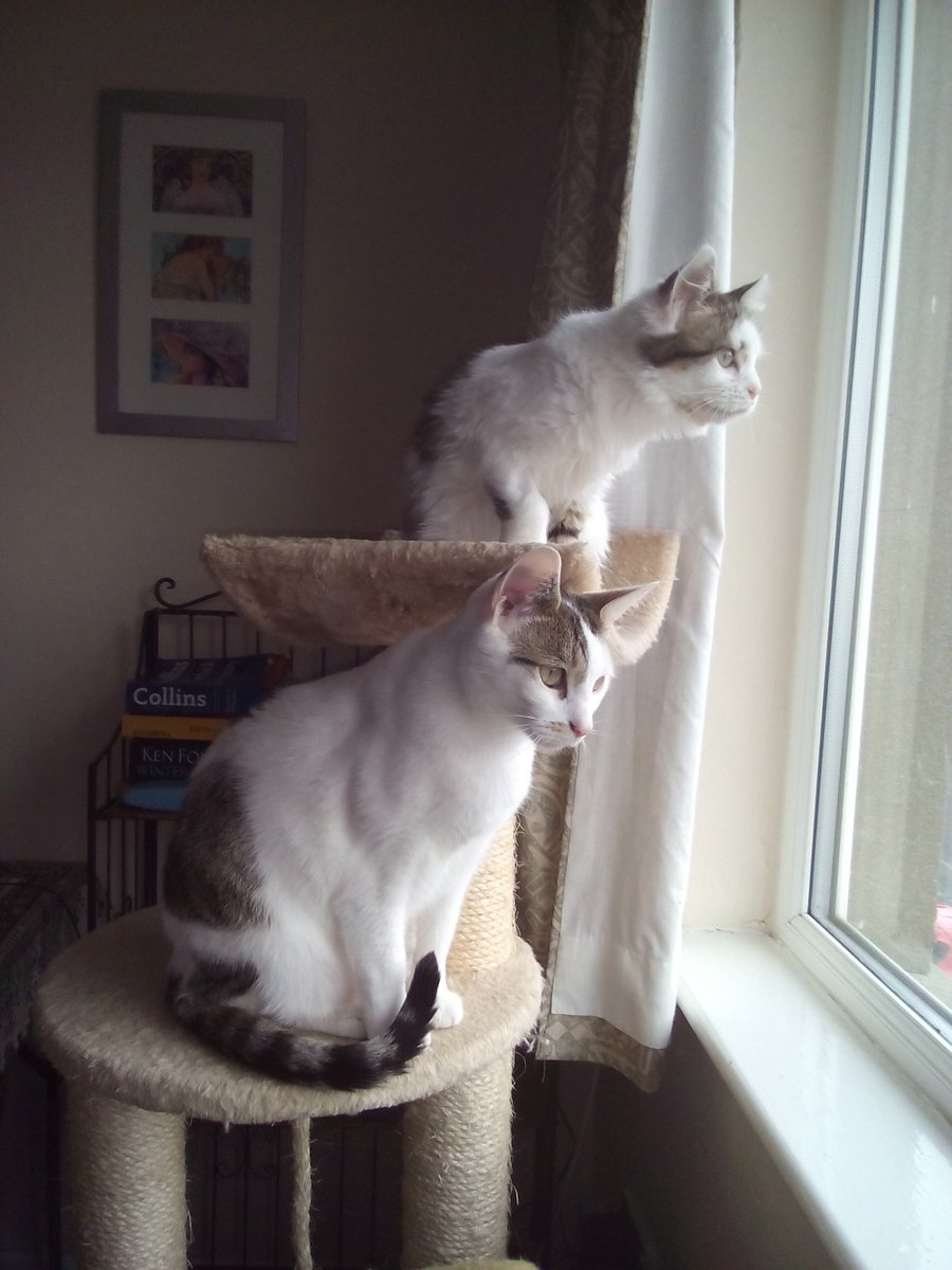 CATFrome's tweet photo. Hello, Jessie and Alfie Cat are back and taking their neighbourhood watch duties very seriously. https://t.co/3JyEyJDFSO