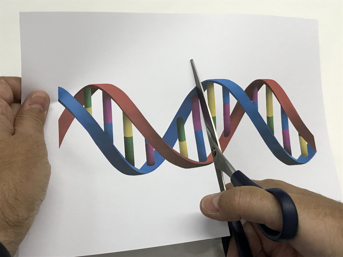 CSIC's tweet photo. "Un organismo transgénico no es lo mismo que un organismo editado genéticamente. Al primero se le ha introducido un gen externo y al segundo se le han editado sus propios genes". 
El científico @LluisMontoliu te explica la diferencia en este artículo ➡️
https://t.co/p8zzuBKRV0 https://t.co/8Cm96od0vm