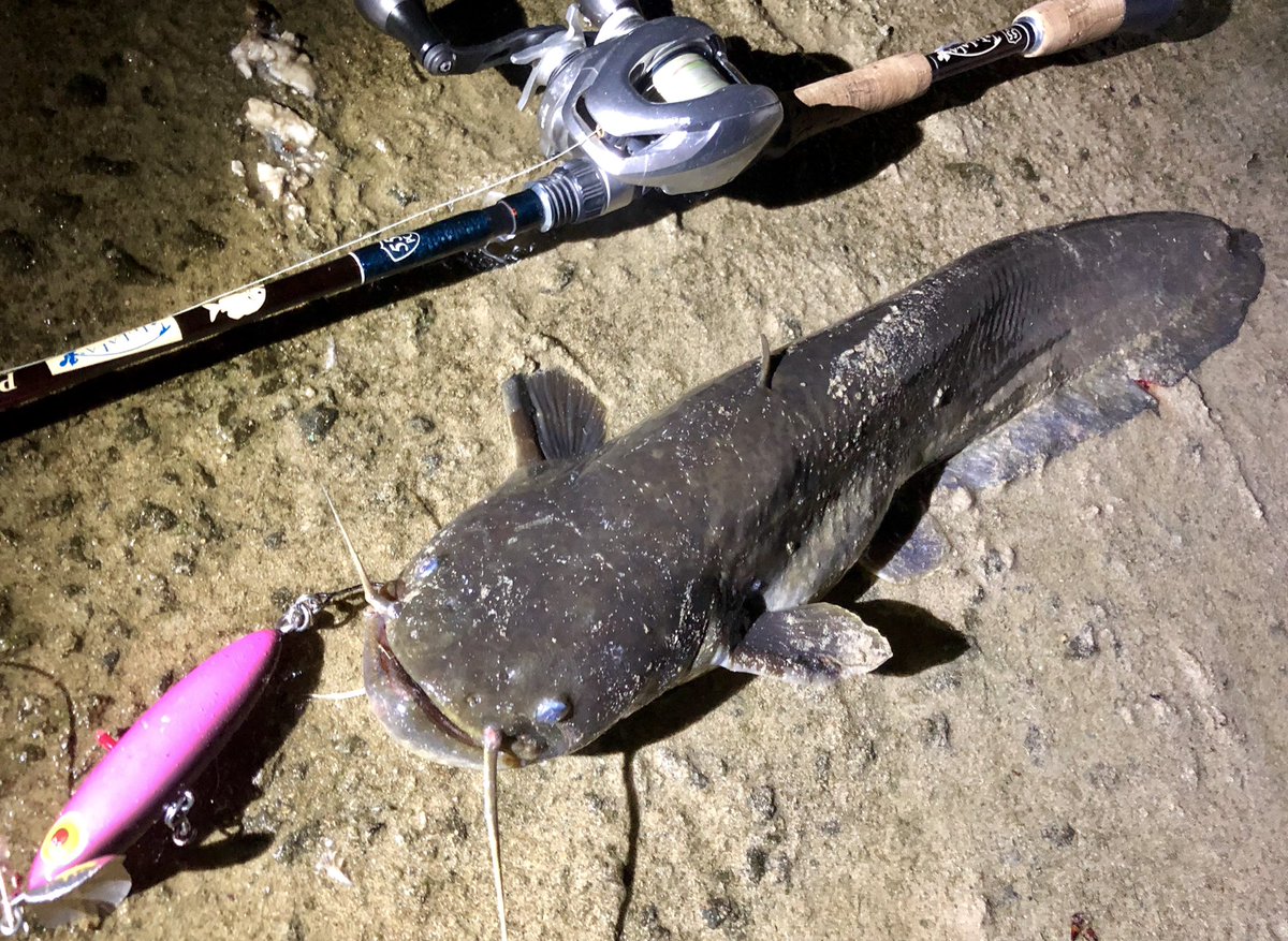 BOMBADATERU tweet media