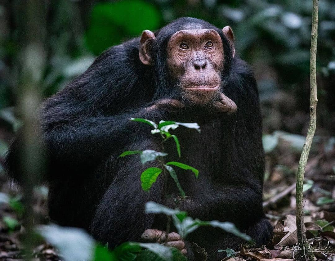 rwanda_gorillas's tweet photo. Are you looking out for the attractions that make Rwanda a unique #AfricaSafari destination? Here are the attractions in Rwanda that many travelers look out for on their safari in Africa
https://t.co/sRRMrRR695
https://t.co/GcWErfbMPx
#AttractionsInRwanda #WhatrToSeeInRwanda https://t.co/VPxCilWHF4