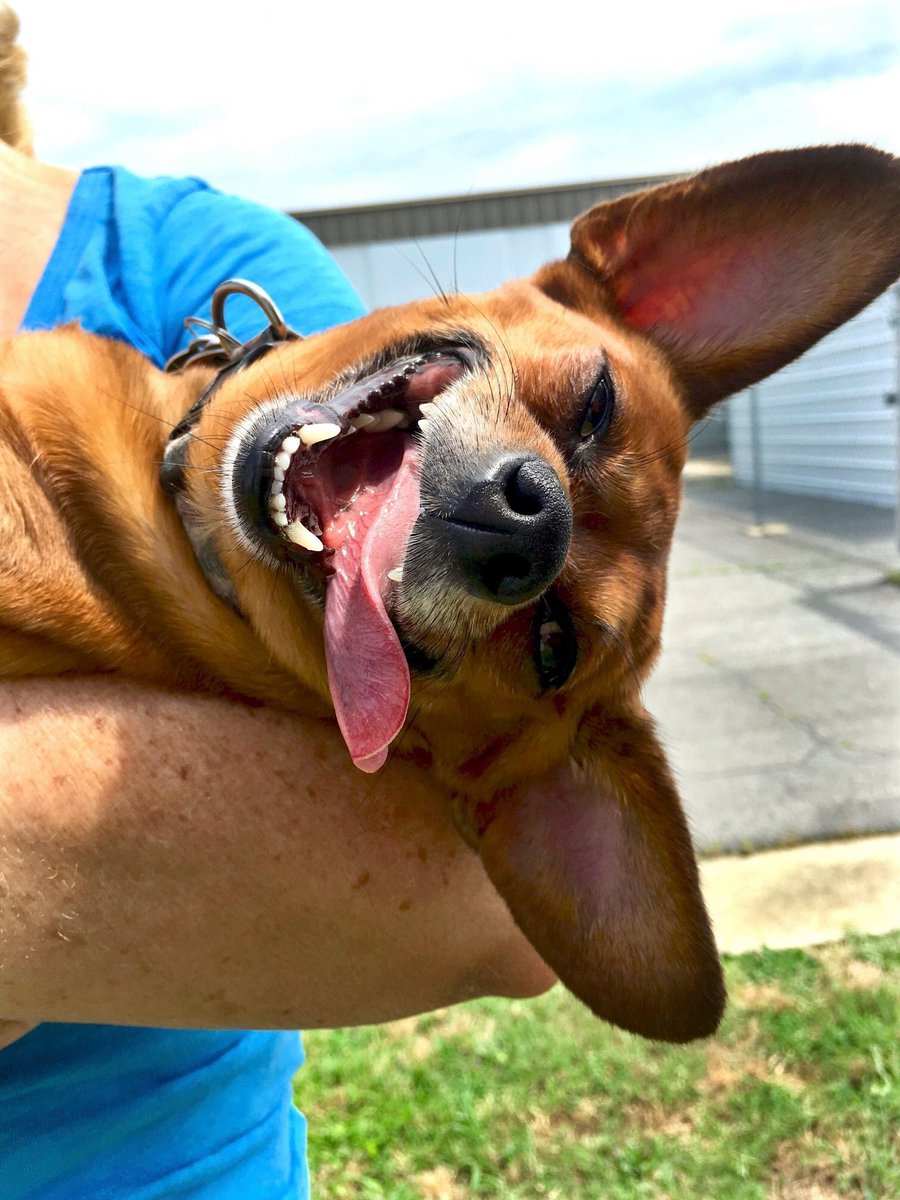 flying_fur's tweet photo. IF this photo looks familiar, it was 3 years ago today, that little Peanut went home 😎🐶✈️ https://t.co/o6j0BQZHTb