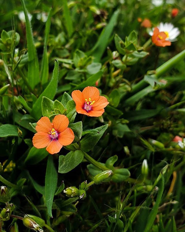 ali_tones's tweet photo. Pimpernel flowers from the weekend, apparently considered by most to be a weed 😭 #rhossilibay #weedygram https://t.co/VM9YXhGJXB https://t.co/1nJcmc7Wht