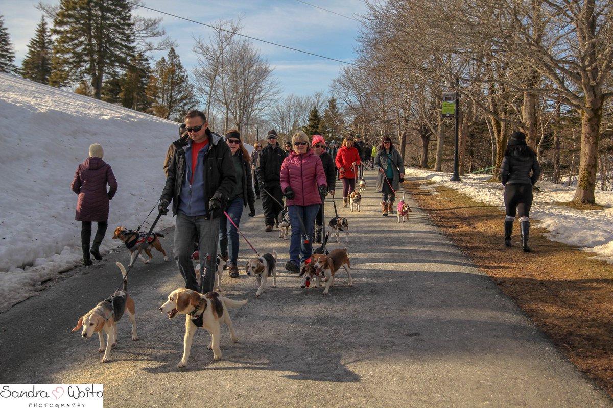 BeaglePaws's tweet photo. Meetup going ahead tonight! Aiming for 100 Beagles!! by far the largest ever! Bring toonies and loonies in support of @building4bgles First 50 dogs get loot bags @PetPlanetHealth Meet at gravel parking lot at Bowring Park at 6:45 pm.@StJohnsTelegram  @CBCNL @VOCMNEWS @NTVNewsNL https://t.co/eo8BU2idBK