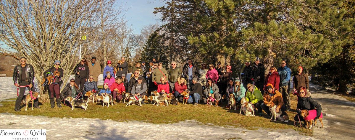 BeaglePaws's tweet photo. Meetup going ahead tonight! Aiming for 100 Beagles!! by far the largest ever! Bring toonies and loonies in support of @building4bgles First 50 dogs get loot bags @PetPlanetHealth Meet at gravel parking lot at Bowring Park at 6:45 pm.@StJohnsTelegram  @CBCNL @VOCMNEWS @NTVNewsNL https://t.co/eo8BU2idBK