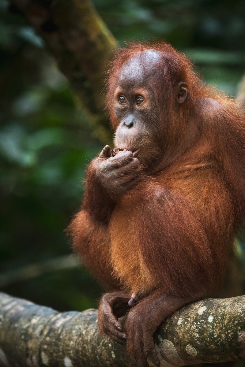 OrangutansSOS tweet picture
