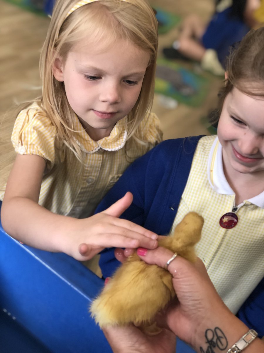 JamesBrindleyPS's tweet photo. Reception met the ducklings this afternoon 🦆 #TheyAreVeryCute #GoingForASwim #SplashSplash https://t.co/qwJQQwmY7Q