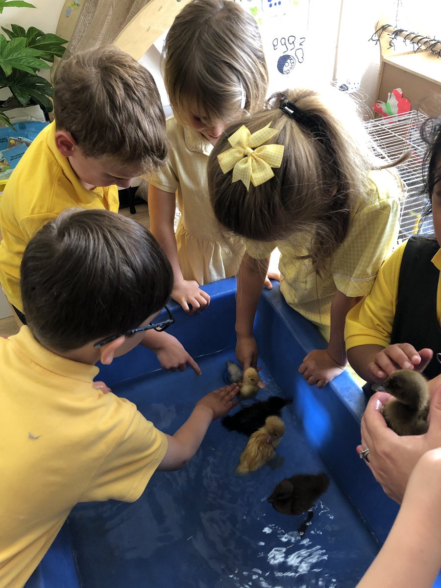 JamesBrindleyPS's tweet photo. Reception met the ducklings this afternoon 🦆 #TheyAreVeryCute #GoingForASwim #SplashSplash https://t.co/qwJQQwmY7Q