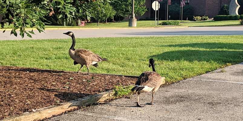 IU Southeast parking hazard! #happy4thofJuly #IUSoutheast #IUS #IU200